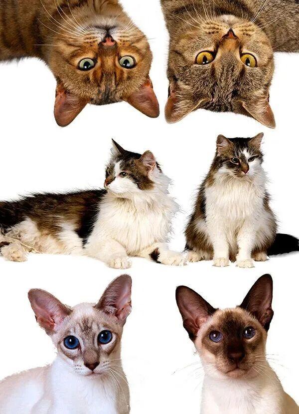 深度解析月之暗面Kimi-K2.5-Thinking:旗舰推理模型在Agent、代码、图像任务上的突破与局限